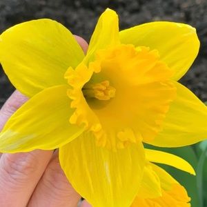 Meet your Posher, Nicole